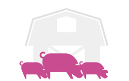 Multiplier phase. Farm with various pigs