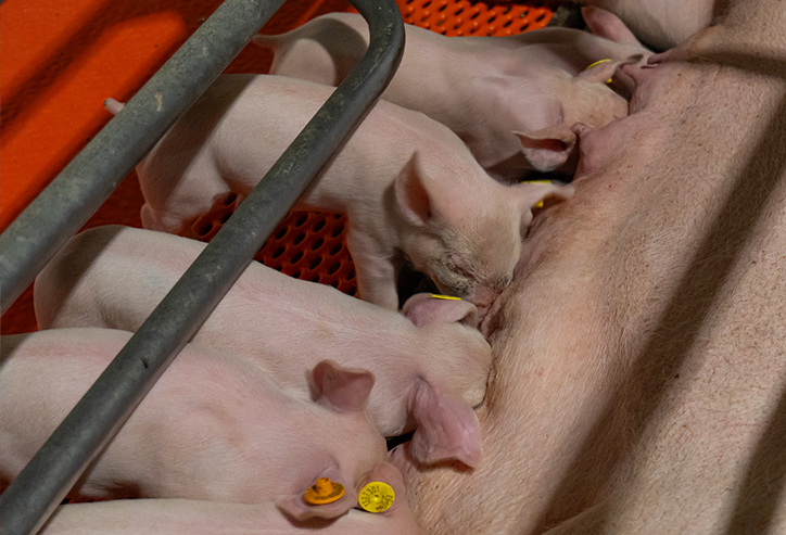 Biggen geven geen kik en zijn veel rustiger 